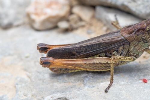 Réf. 247 190 : Stauroderus scalaris scalaris